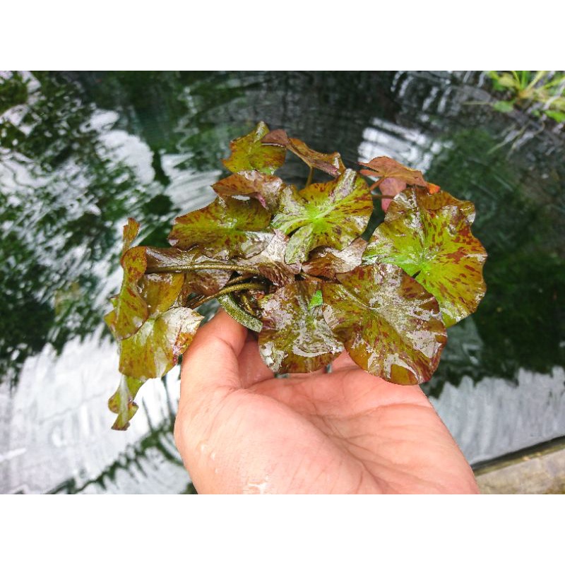 Tiger lotus aquascape