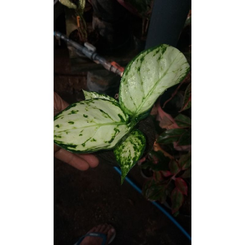 

super white
