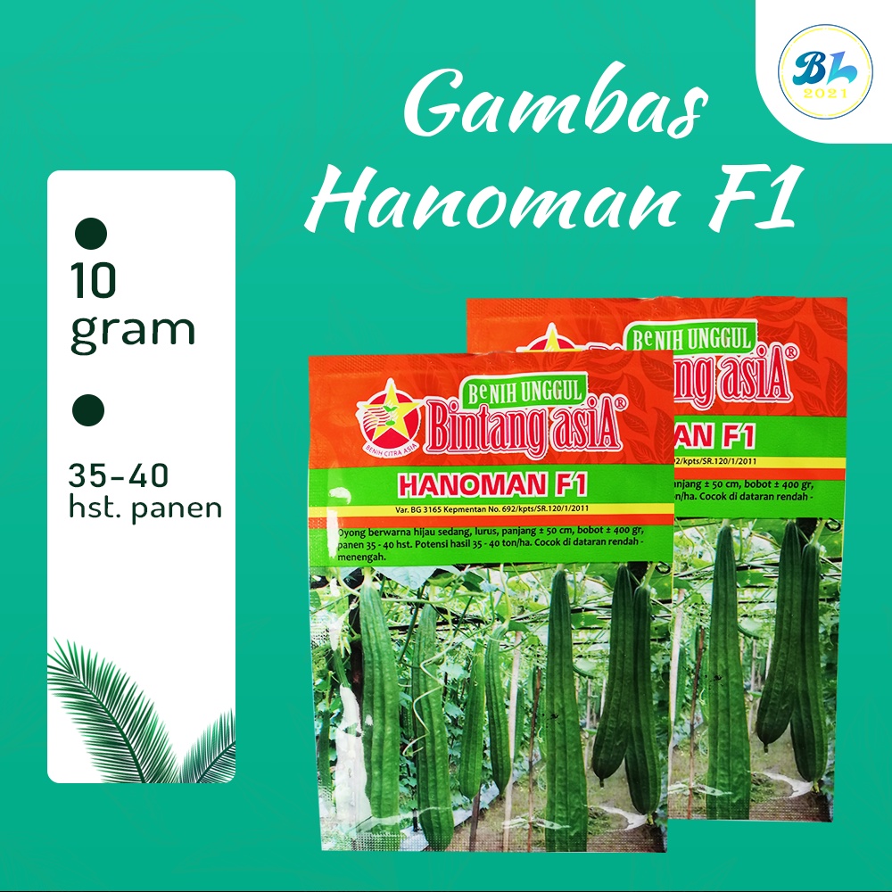 Benih Bibit Gambas Hanoman F1 10 gram - Bintang Asia