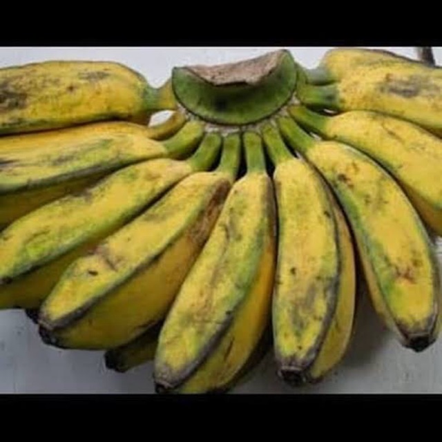 

Pisang Kepok \gedang pipit pakan burung