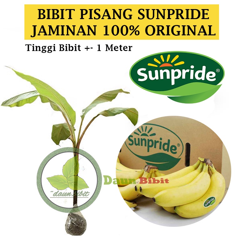 Bibit Pisang Cavendhis unggul bisa Tabulampot