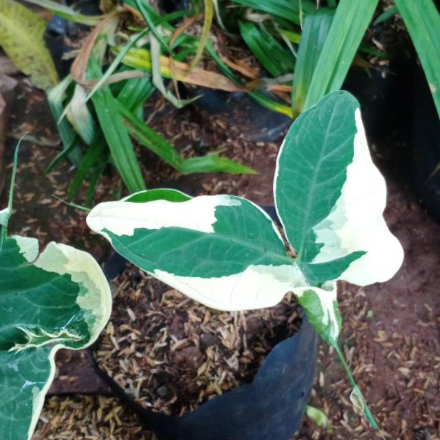Tanaman hias caladium kantong semar keladi kantong semar