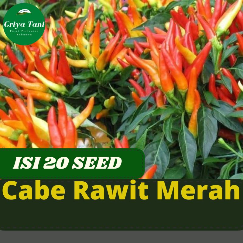 20 Benih -Bibit Cabe Rawit Merah Sigantung Benih Cabe Rawit Unggul Sigantung Berkualitas