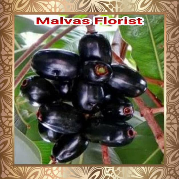 New Tanaman Buah - Bibit Duwet