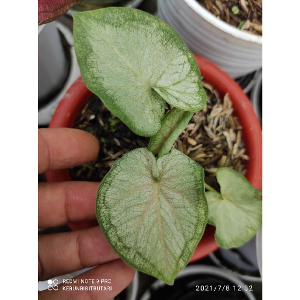 Caladium Queen of white Jaguar