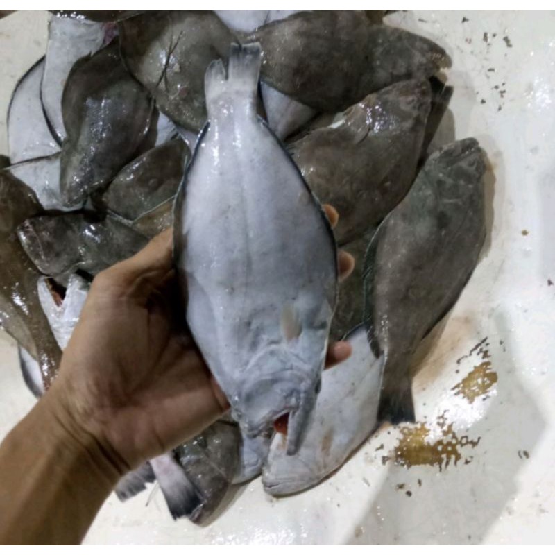 

Ikan Sebelah Fresh 1kg