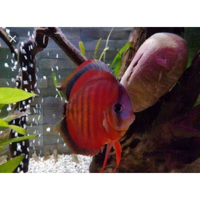 ikan hias discus sanmerah