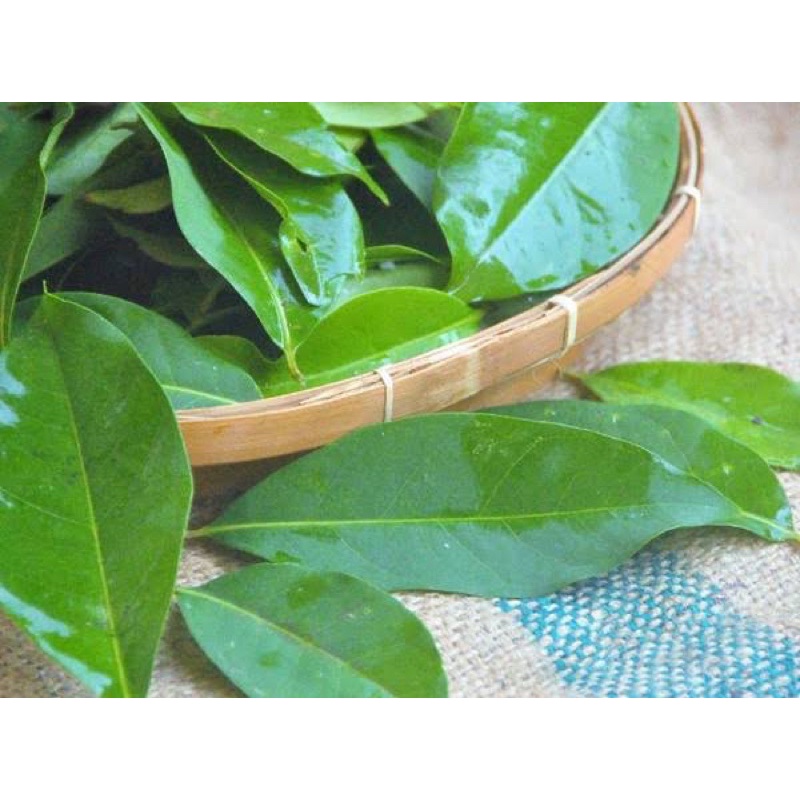 

daun salam segar