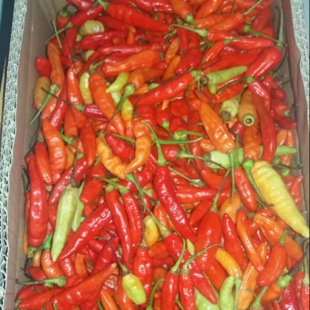 

Cabe rawit merah