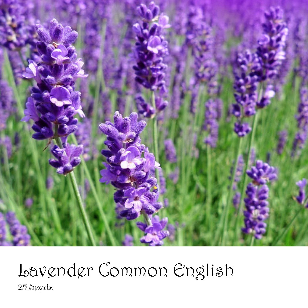 PlantaSeed - 25 Seeds - Lavender Common English Biji Bunga - PAS0242