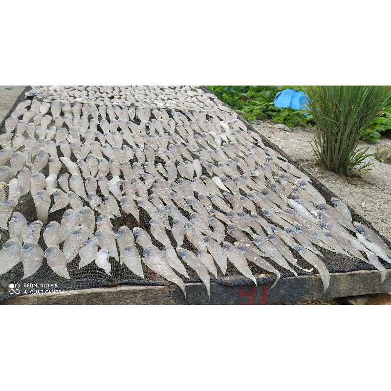 

ikan asin laut(ikan lidah)