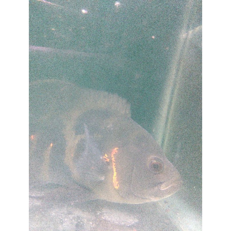 oscar tigerbatik 4-5jari