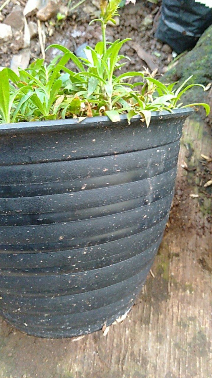 Pot tawon 18cm hitam hijau coklat bata Shopee Indonesia Pot tawon 18cm hitam hijau coklat bata Shopee Indonesia