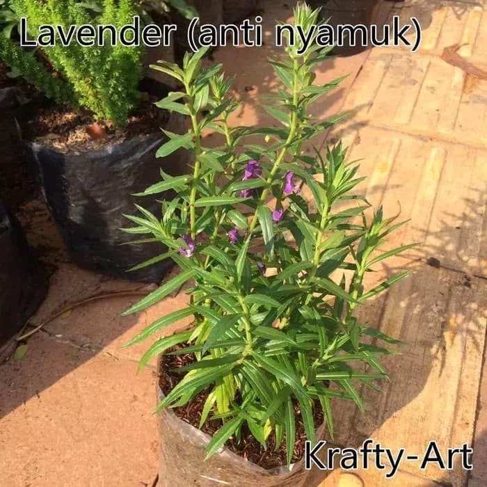 Bibit Tanaman Bunga Lavender/ Tanaman Bunga Lavender Pengusir Nyamuk