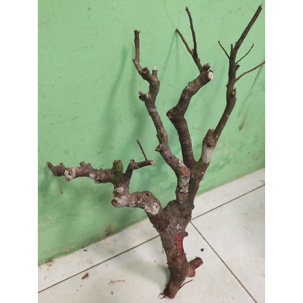 bahan bonsai bunut pucuk merah