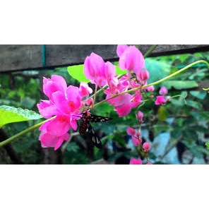 bunga amp pink