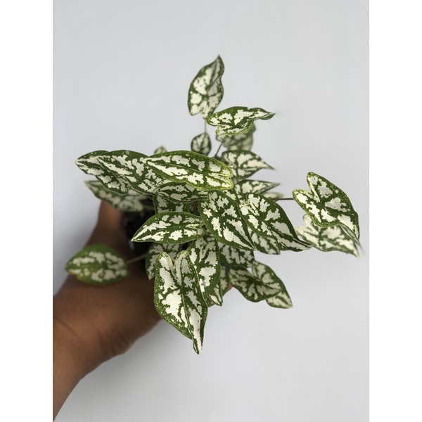 keladi mutiara / keladi mini