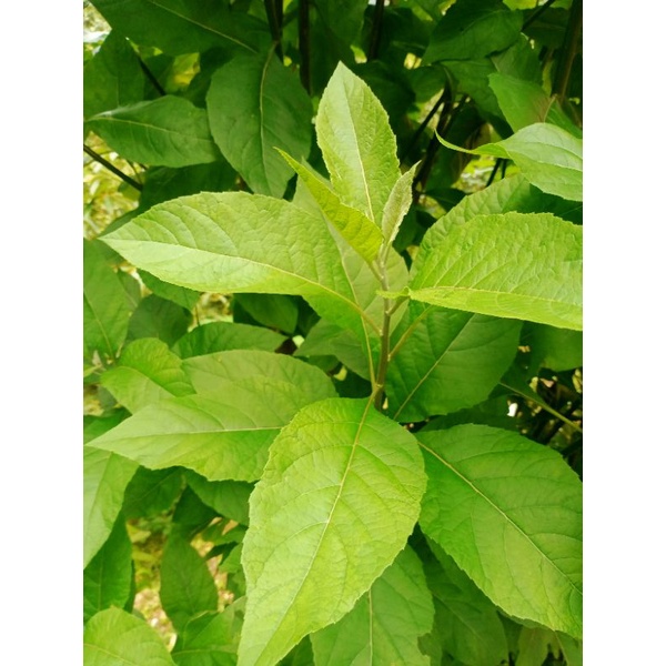 

Daun Sambung Nyawa Langsung petik (Segar) obat herbal tanaman herbal