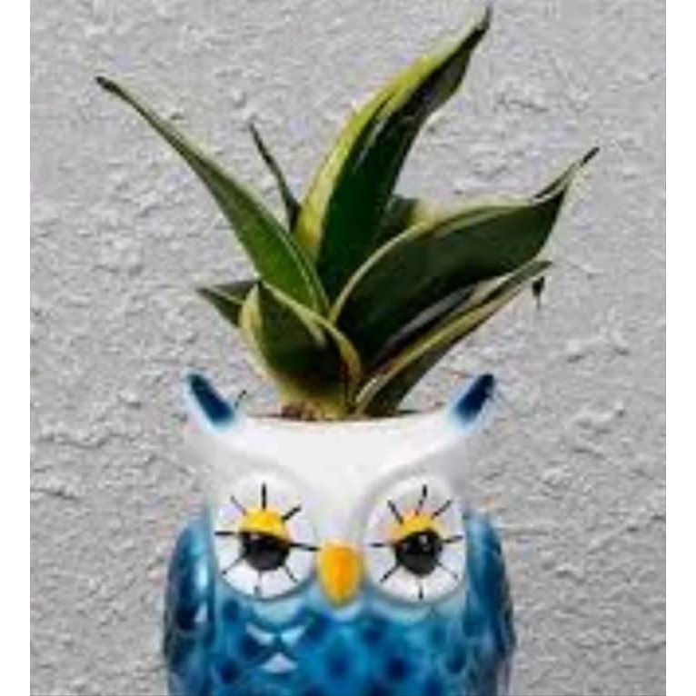 Tanaman Hias Lidah Mertua Mini Pagoda beserta pot Sansevieria Mini