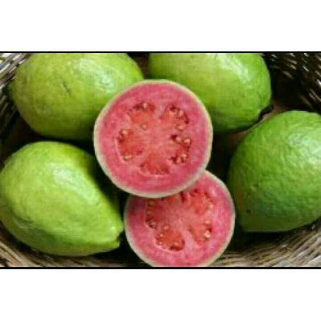 

Jambu biji merah