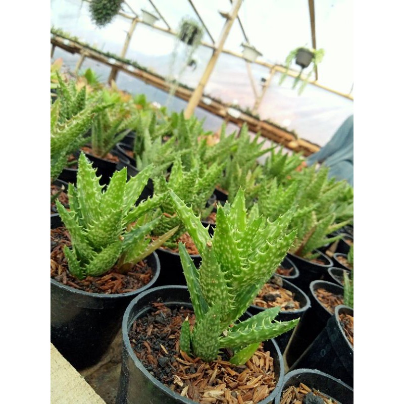 Sukulen Aloe Juvenna