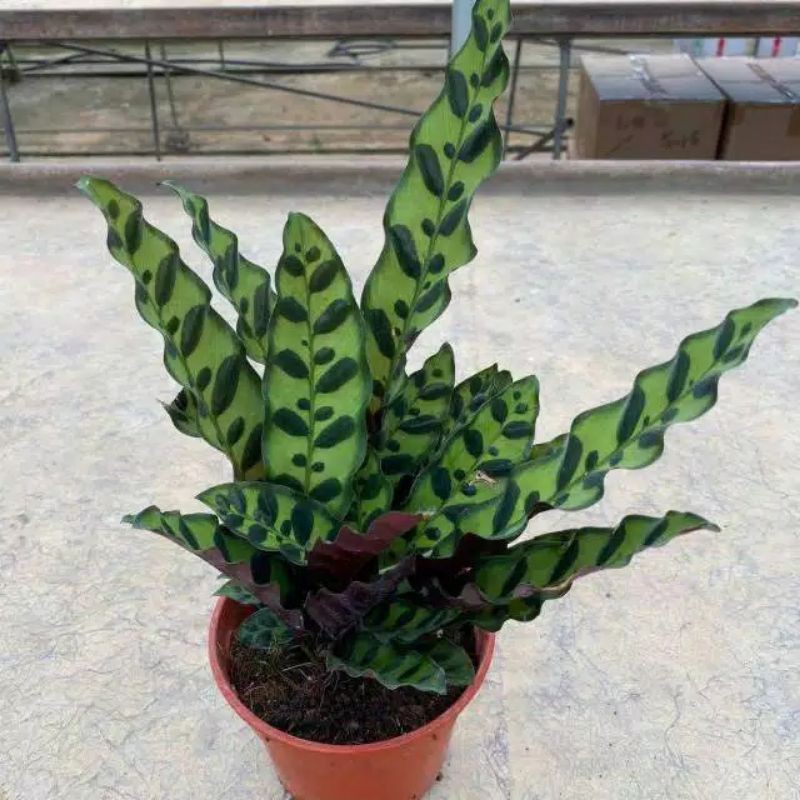 Jual Tanaman Hias Indoor Maranta Ekor Ayam Calathea Lancifolia