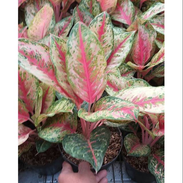 Aglonema sweet dream