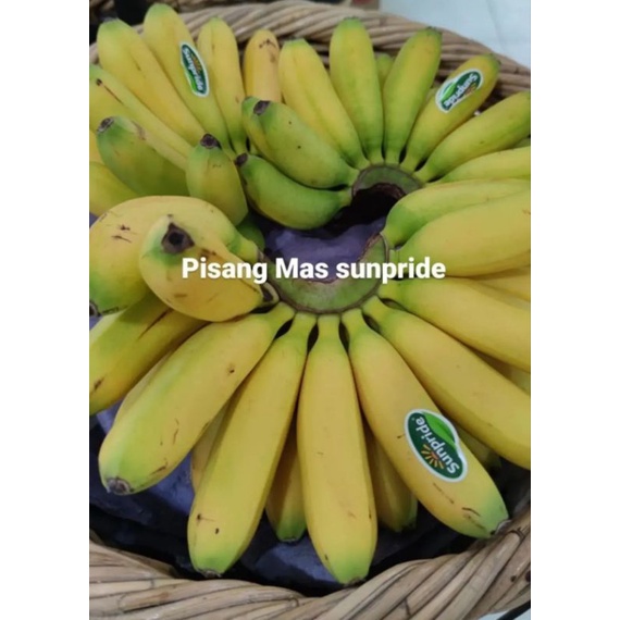 

PISANG MAS PERSISIR