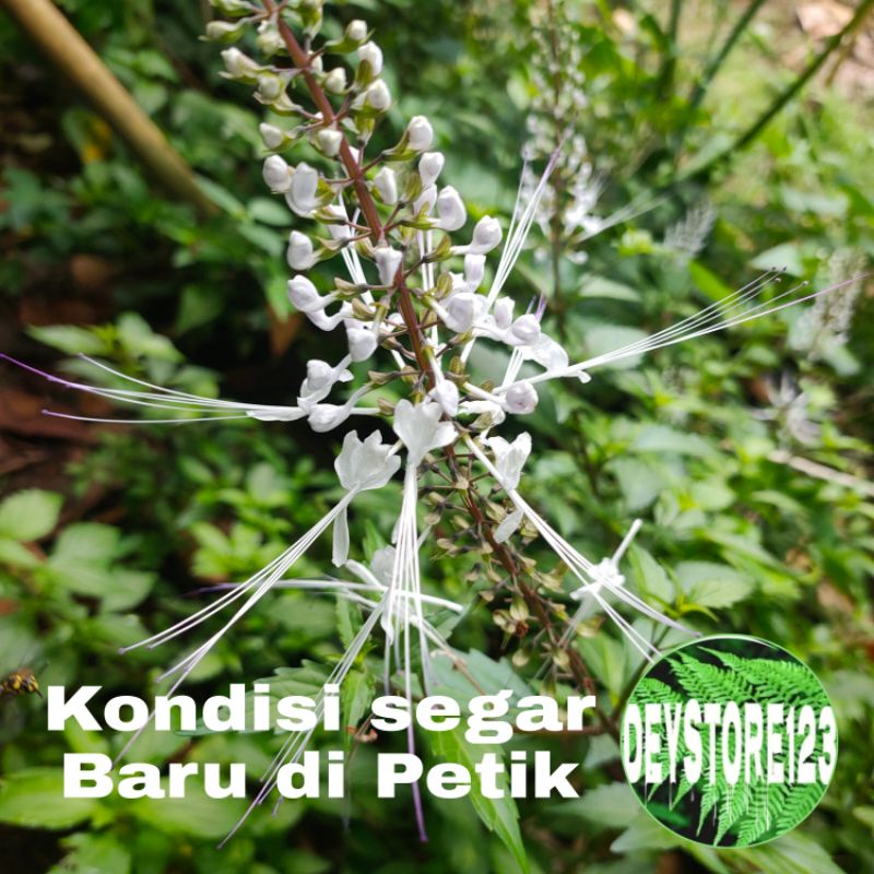 

Daun kumis kucing segar 250 Grm