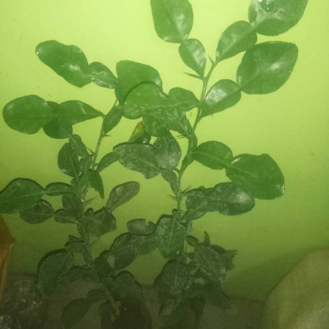 BIBIT JERUK PURUT BIBIT DAUN BUMBU DAPUR JERUK PURUR SIAP TANAM BIBIT JERUK PURUT MURAH DAUN REMPAH