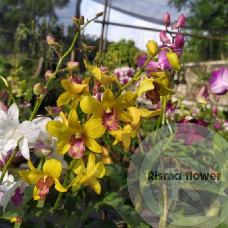 ( DEWASA SUDAH SPIKE ) Anggrek dendrobium nopon gold dewasa spike / anggrek dendrobium murah