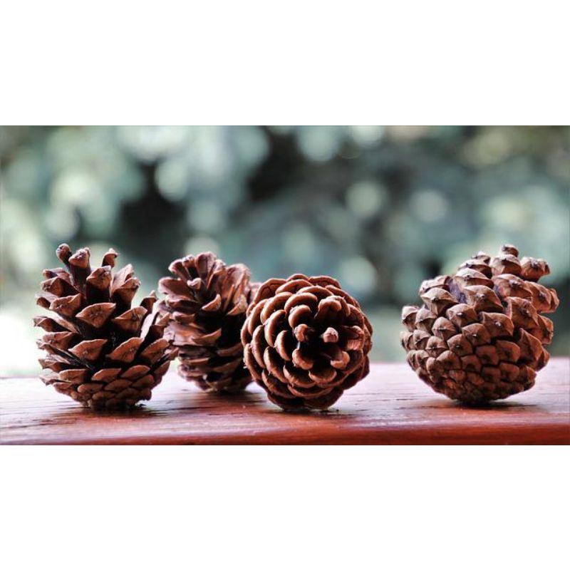 Bunga pinus/biji pinus