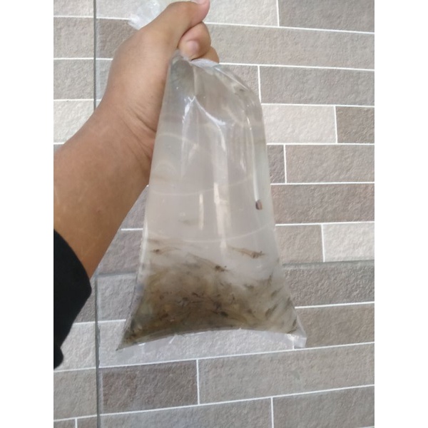 Pakan Udang Segar