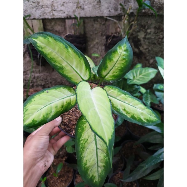 Tanaman Difen Tissue
