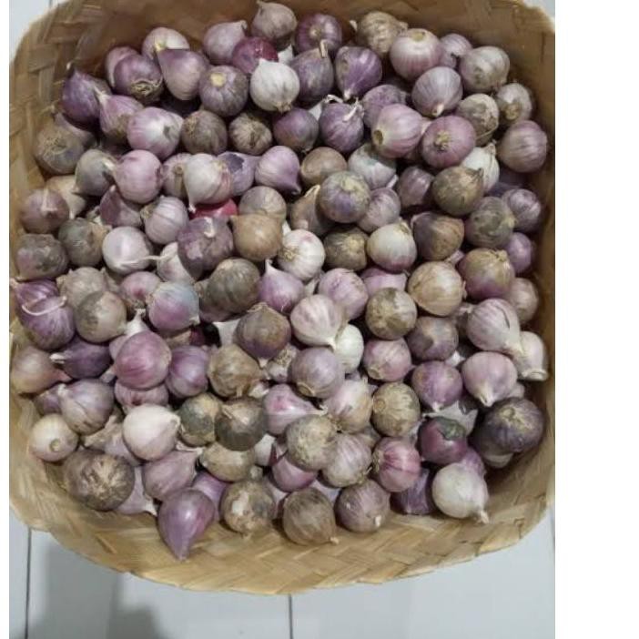 

PROMO 11.11 KODE-597 BAWANG LANANG/BAWANG TUNGGAL/BAWANG PUTIH JANTAN 250 GRAM