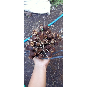 cutting anggur jenis Alfonso berkalus sudah akar paket 1kg