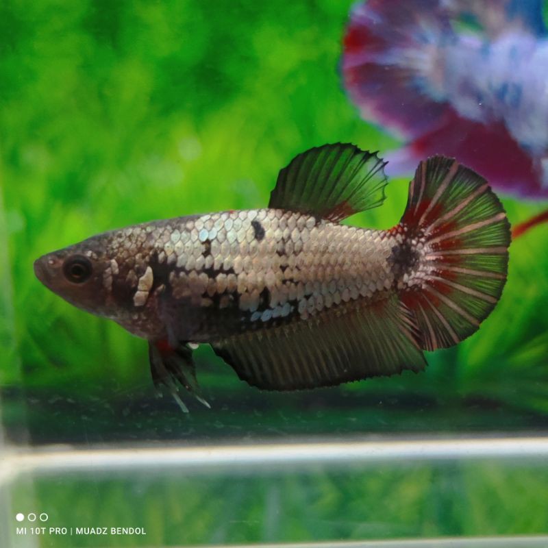 Cupang Red Cooper Gold Line Avatar cooper