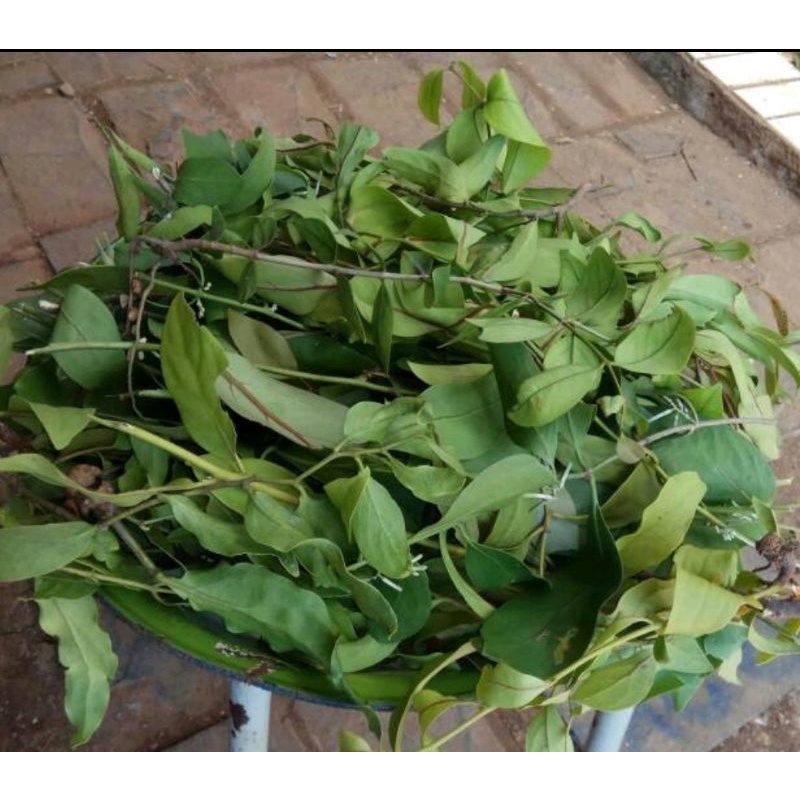 

BENALU JERUK NIPIS SEGAR 1.KG