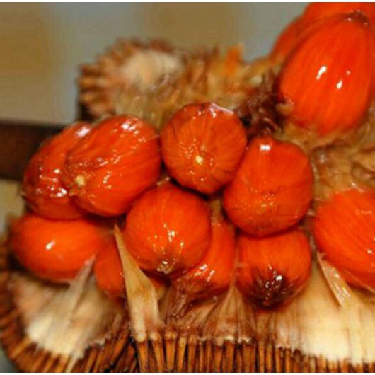 JUAL BIBIT BUAH CEMPEDAK MERAH KING BIBIT / BIJI / BENIH *-*