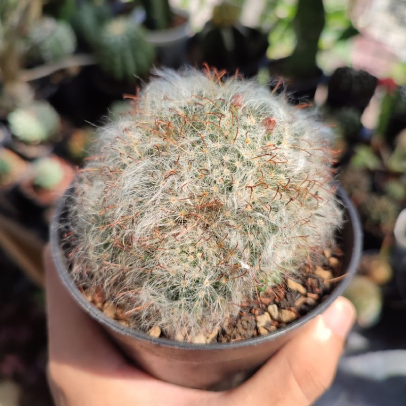 Kaktus ownroot Mammillaria Bocasana