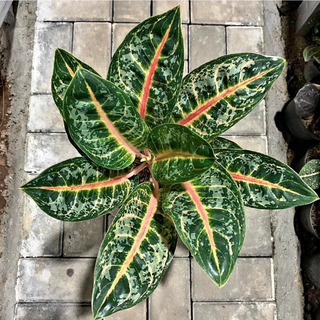 [BISA COD] GAJAH MADA AGLONEMA GAJAH MADA TANAMAN HIAS AGLAONEMA GAJAH MADA