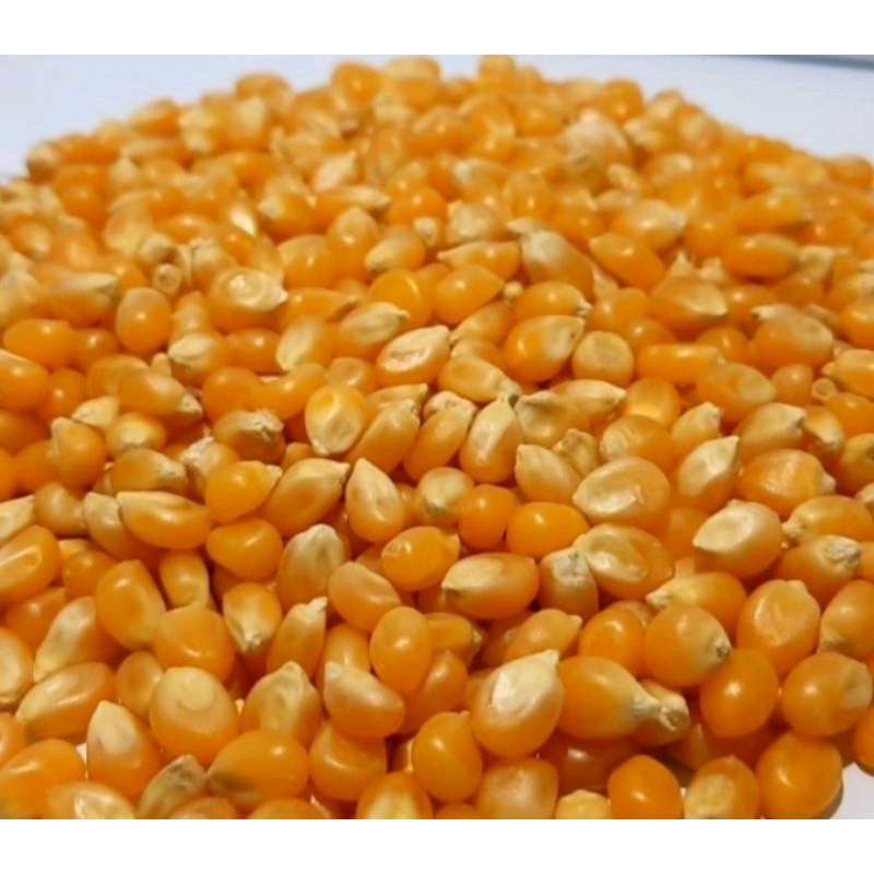 

JAGUNG POP CORN MENTAH 500 GRAM