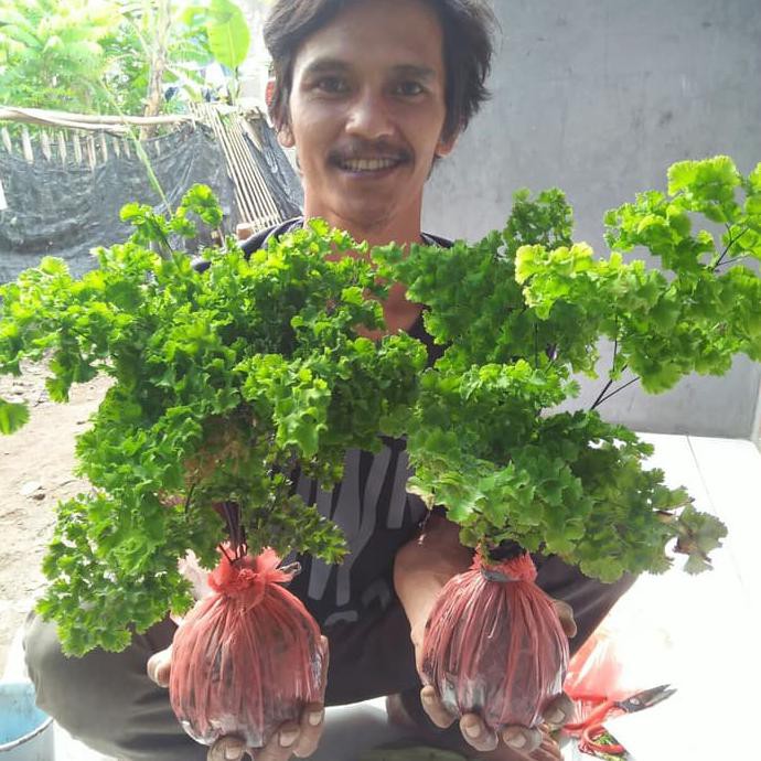 S4Le Bibit Tanaman Supril Betok Xina