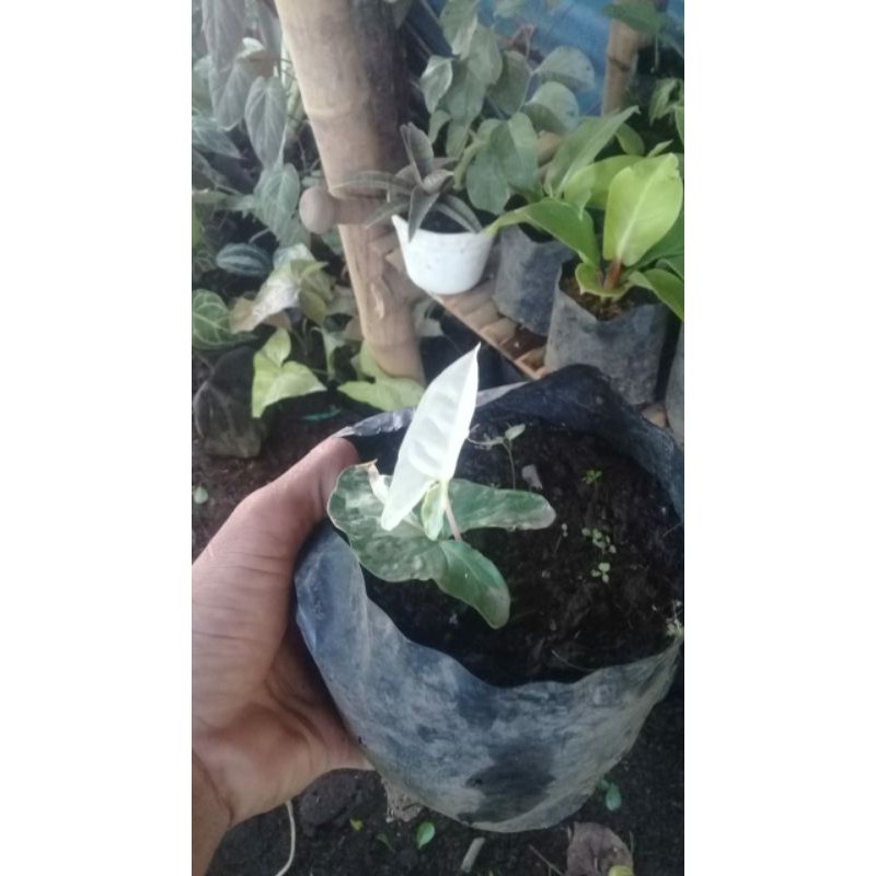 singonium variegata 2 daun