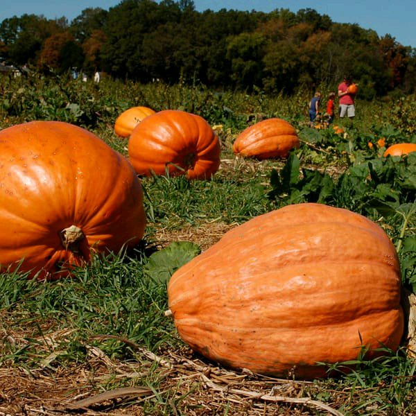 Biji Labu Raksasa True Giant Pumpkin 3 biji