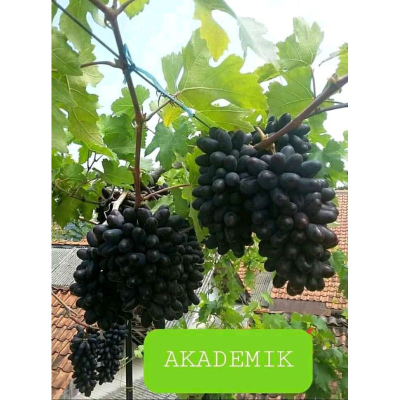 Akademik anggur import