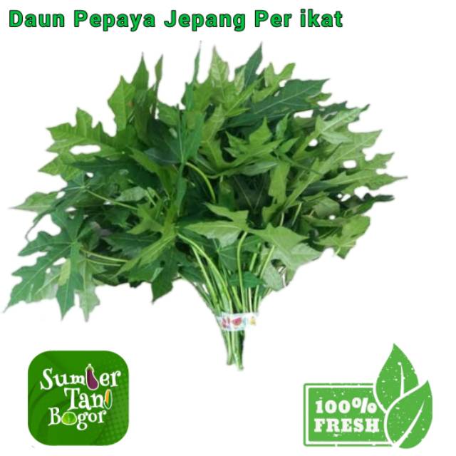 

DAUN PEPAYA JEPANG LALAP PER IKAT