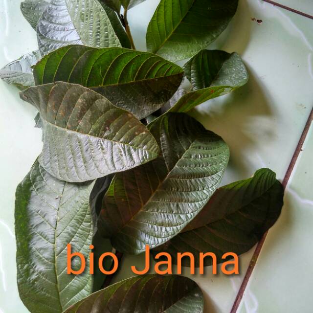 

daun jambu biji segar100gr