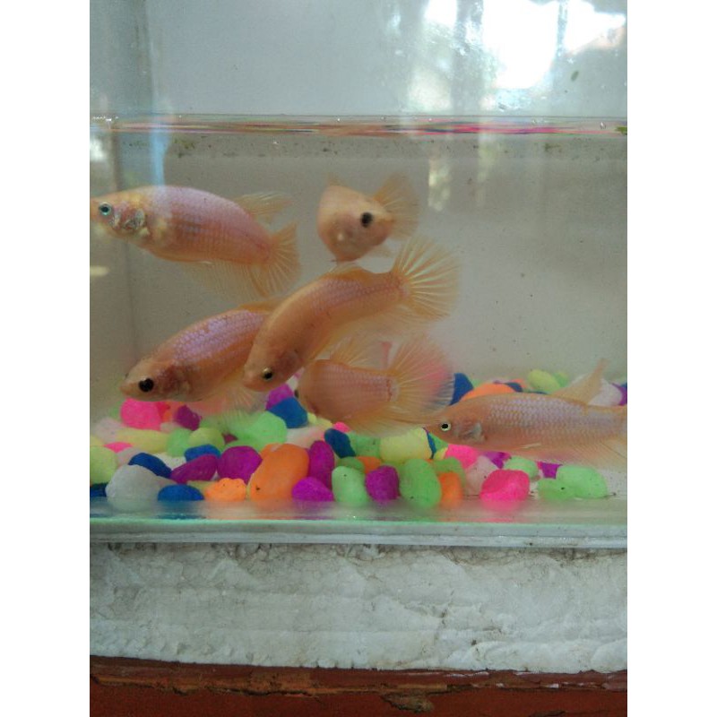 ikan cupang yellow dragon, dll