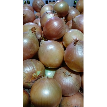 

BAWANG BOMBAY SEGAR BERSIH MUMER | BAWANG BOMBE | BOMBAI